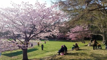 【花見】円山公園と北海道神宮で桜見物