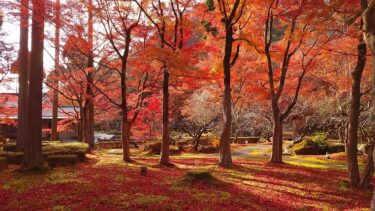 しょうざんリゾート京都の紅葉（京都・大阪旅行2023年12月）