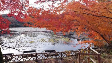 真冬の札幌・新千歳空港から伊丹空港を経由して紅葉が終盤の京都・龍安寺へ、そしてANAクラウンプラザホテル京都にチェックイン（2024年12月）